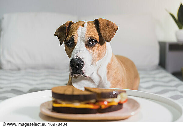 Hungriger Hund sitzt vor einem Sandwich. Niedlicher Staffordshire Terri