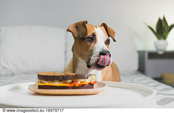 Hungry dog with tongue out sits next to a sandwich indoors. Hom