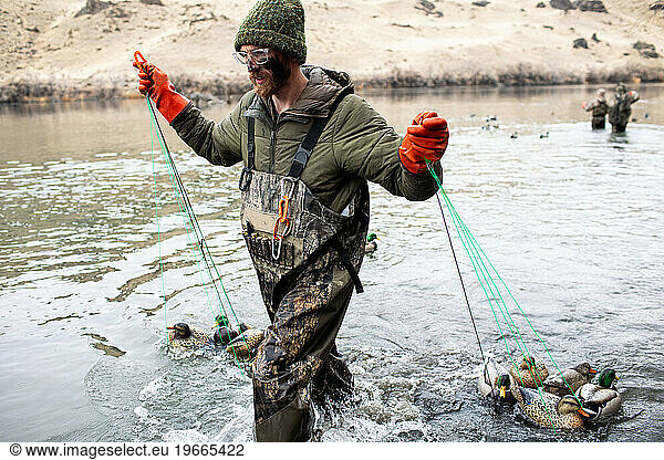 hunter in waders carefully retrieves duck decoys from river
