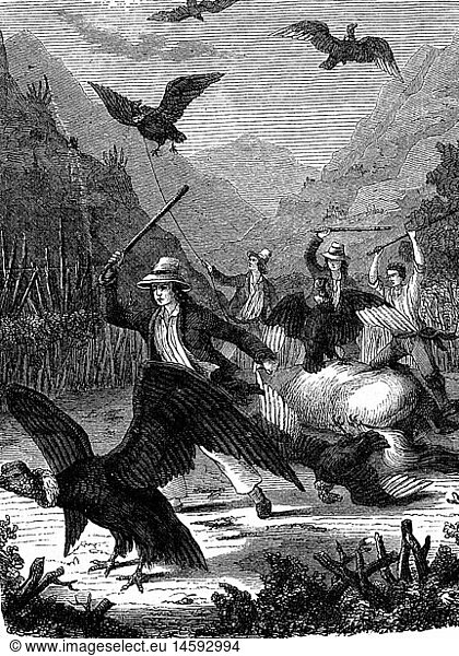 hunting  condor  people hunting condors in the Andes  wood engraving  19th century  19th century  graphic  graphics  South America  half length  hunter  hunters  chase  chasing  bird  birds  bird of prey  birds of prey  stick  sticks  beating  beat  hitting  hat  hats  hunting  huntsmanship  hunt  hunts  condor  condors  Andes  Andes mountains  historic  historical  people