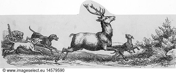 hunting  deer / roe deer / chamois  dogs hounding deer  wood engraving  19th century  15th century  graphic  graphics  animal  animals  hunting dog  gun dog  hunting dogs  gun dogs  horns  antlers  drive hunt  wild chase  pursuit  car chase  chase  chevy  chivy  coursing  hunts  pack of hounds  pack  mob  ride the hounds  hunting  hunt  huntsmanship  deer  dog  dogs  hound  hounding  historic  historical