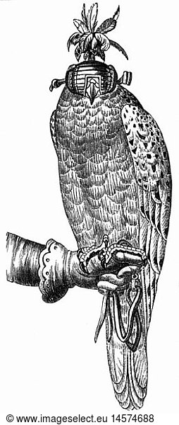 hunting  falconry  gyrfalcon sitting on hand  wood engraving  19th century  historic  historical  hunt  falcon  falcons  mask  glove  bird  birds  clipping  cut out  raptor  raptors  bird of prey  birds of prey  zoology  animal  animals  cut-out  cut-outs  people