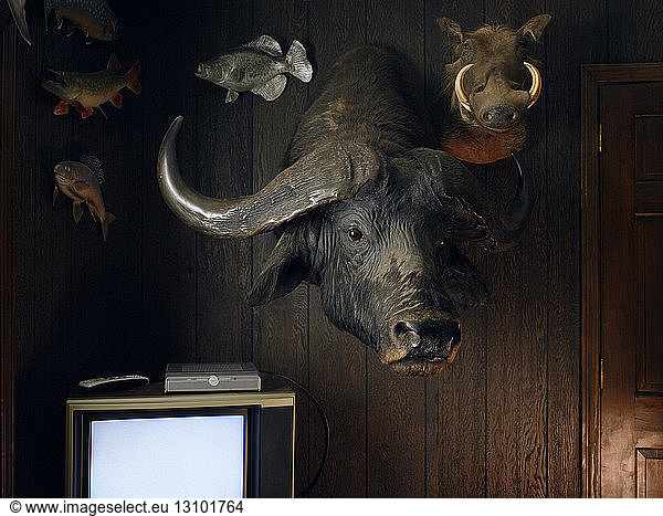Hunting trophies on wall