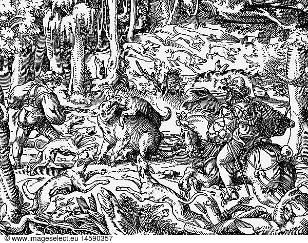 hunting  wild boar hunting  woodcut  'Ruralia Commoda' by Pietro Crescenzi  German edition  Frankfurt am Main  1583