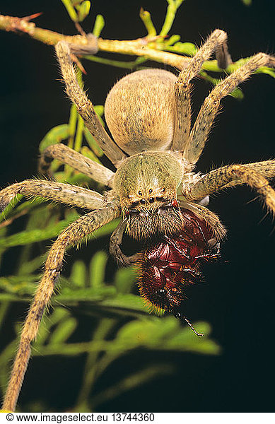 Huntsman-Spinne mit Käfer  Queensland  Australien