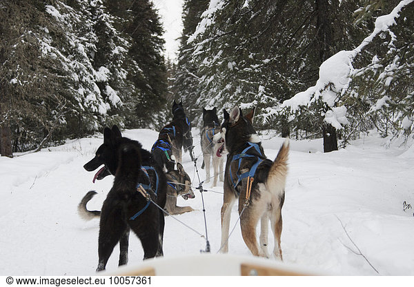 Huskies puling sled through snow  Fairbanks  Alaska
