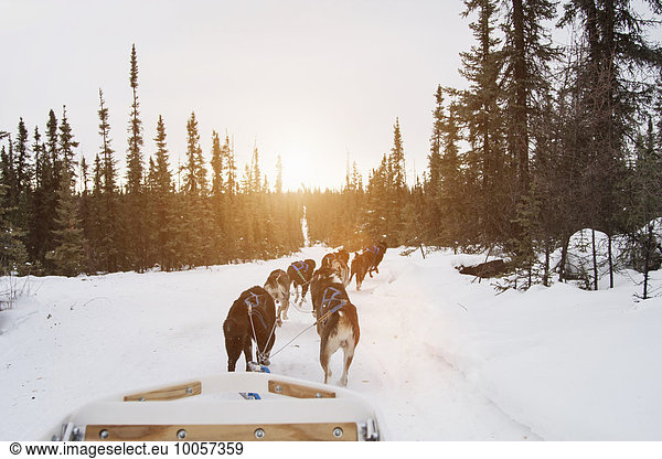 Huskies pulling sled through snow  Fairbanks  Alaska