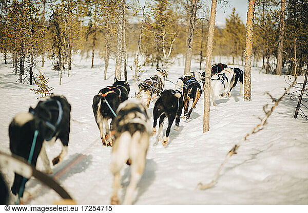 Husky dogs running through trees in forest during winter