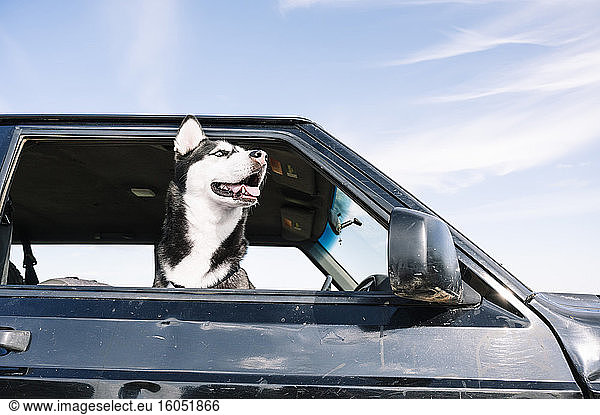 Husky looking out from vehicle window