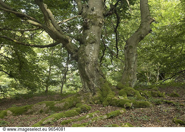 Hutebuchen auf dem Halloh Kellerwald Hessen Deutschland Europa