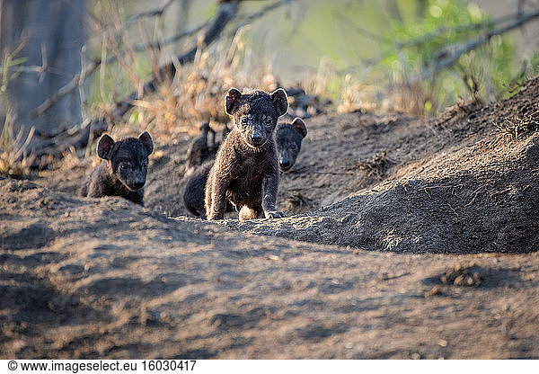 Hyänenjunge  Crocuta crocuta  verlassen ihre Behausung  die Ohren im Sonnenlicht aufgestellt
