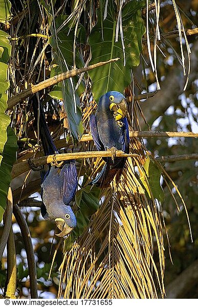 Hyazinth  Ara (Anodorhynchus hyacinthinus)  Pantanal  Brasilien  Südamerika