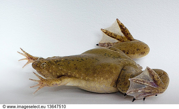 Hybrid African clawed frog (Silurana sp.) These frogs Hybrid African ...