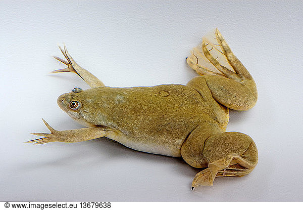 Hybrid African clawed frog (Silurana sp.) These frogs Hybrid African ...