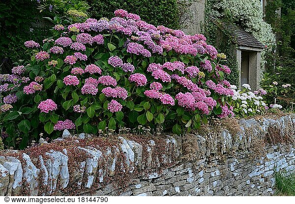 Hydrangea  Great Britain  in front of house with stone wall  England  Great Britain