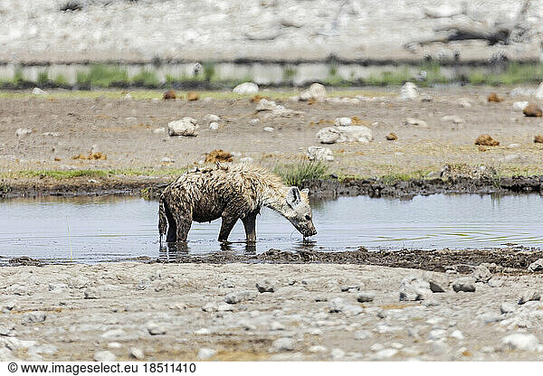 Hyena drinking water from waterhole at Etosha National Park  Namibia  Africa