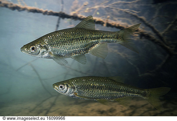 Iberian-roach Iberian-roach, Squalius alburnoides. Couple. Endemic ...