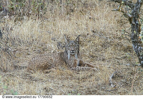 Iberischer Luchs (Lynx pardinus)  Pardel-Luchs  d. h. leopardenfleckig und tatsächlich war dieses Tier am ganzen Körper stark gezeichnet. Dies ist eine der Möglichkeiten  diese Art von dem etwas größeren Nördlichen Luchs zu unterscheiden