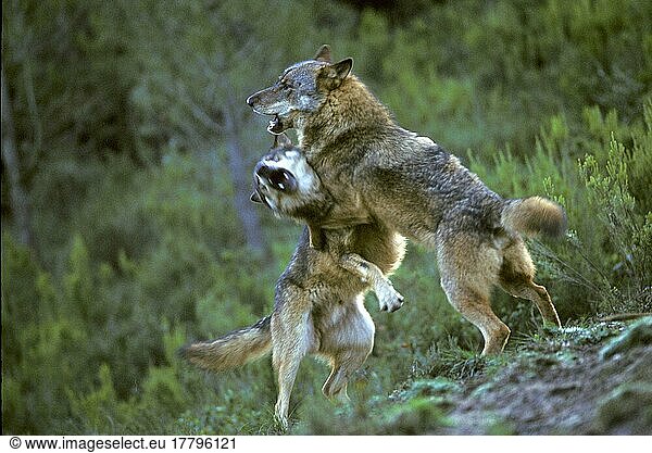 Iberischer Wolf  Iberische Wölfe (Canis lupus signatus)  Wolf  Wölfe  Hundeartige  Raubtiere  Säugetiere  Tiere  Iberian Two males fighting