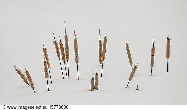 Ice-covered autumn grasses in snow; Sault St. Marie, Michigan, United States of America