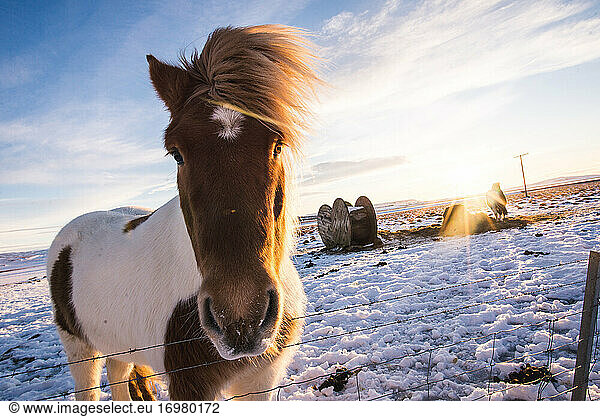 Icelandic horse looking at camera during sunrise in winter