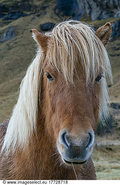 Icelandic horse near Vik  Iceland  Polar Regions