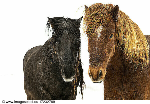 Icelandic horses (Equus ferus caballus)  Gullfoss  Iceland  Polar Regions