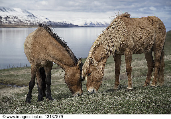 Icelandic horses grazing on field by lake