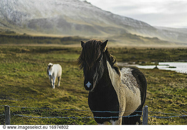 Icelandic horses in field with mountain behind