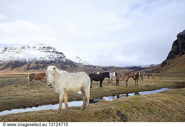 Icelandic horses on grassy field against cloudy sky