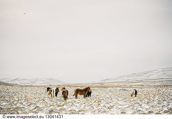 Icelandic horses on snowy field against clear sky