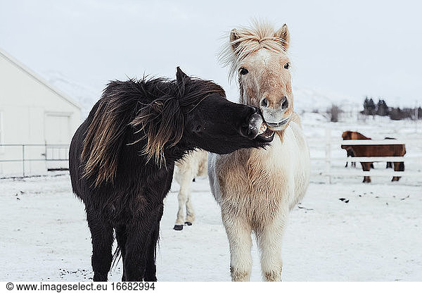 Icelandic horses playing at the barn