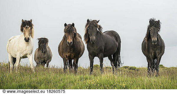 Icelandic Horses standing in a grass field in Iceland