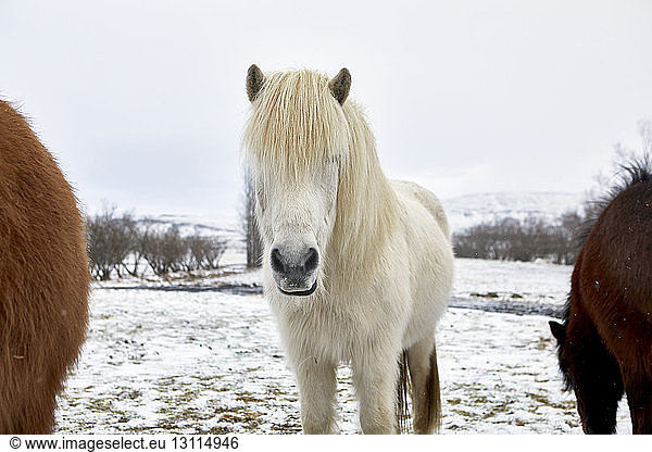 Icelandic Horses standing on field during winter