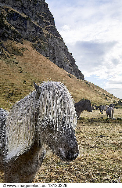 Icelandic horses standing on grassy field