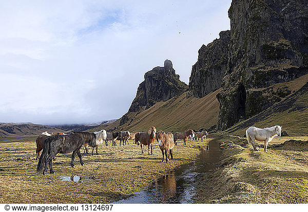 Icelandic horses standing on grassy field against mountain
