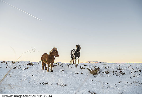 Icelandic Horses standing on snowy field against sky during sunset