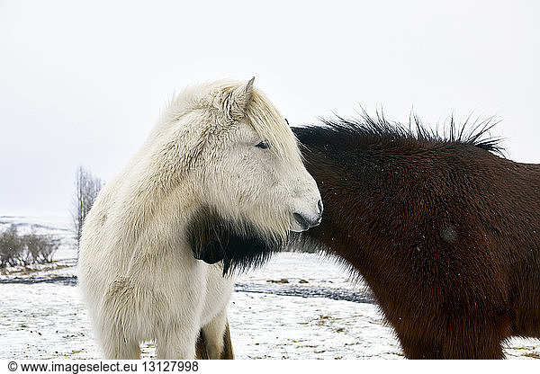 Icelandic Horses standing on snowy field during winter