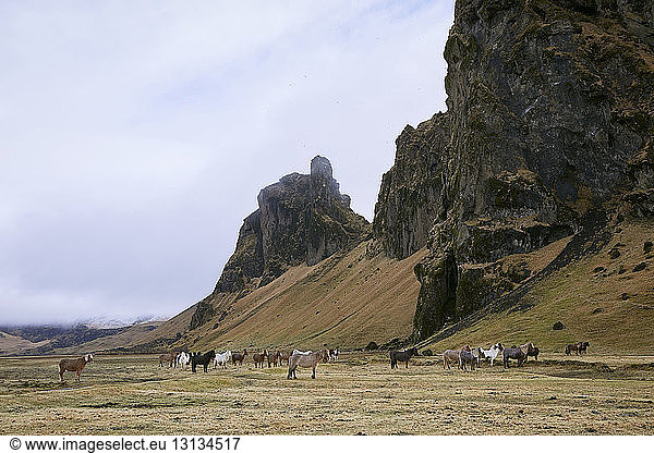 Icelandic horses walking on field against cloudy sky