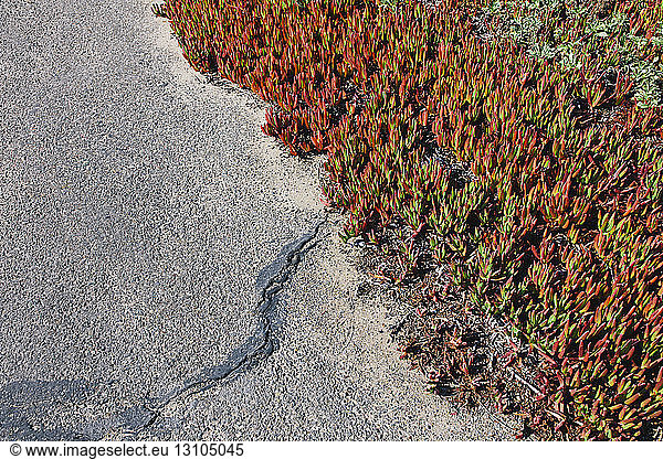 Iceplant  Carpobrotus edulis  an introduced plant as an erosion stabilization measure in the tidelands of Point Reyes National Seashore  California  USA.