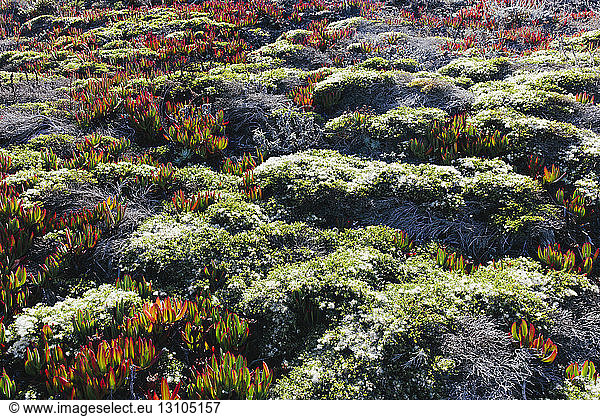 Iceplant  Carpobrotus edulis  an introduced plant as an erosion stabilization measure on the hillside of Point Reyes National Seashore  California  USA.