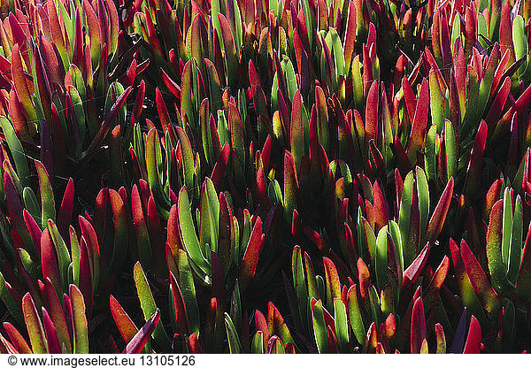 Iceplant  Carpobrotus edulis  an introduced plant as an erosion stabilization measure used in the Point Reyes National Seashore  California  USA. Close up.
