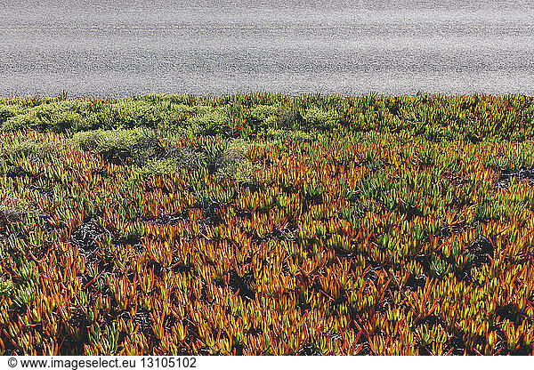 Iceplant Carpobrotus edulis in autumn  a ground covering plant growing along a roadside in the USA