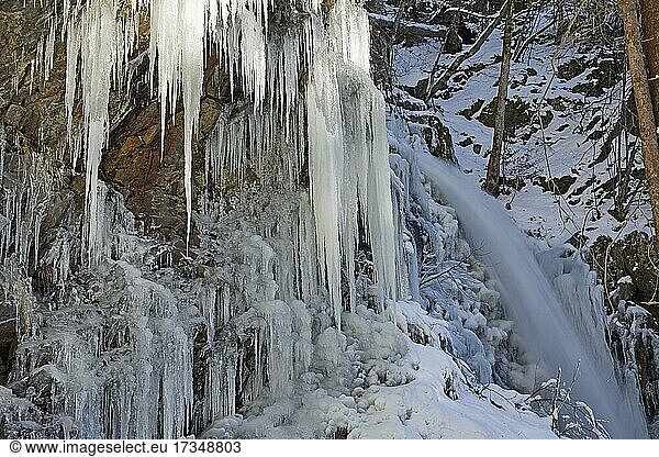 Icicles and icy waterfall  winter landscape  Todtnau waterfall  Feldberg  Black Forest  Baden-Württemberg  Germany  Europe