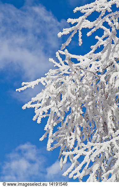 Icy branches during winter in mountains  Lombardy  Italy  Europe