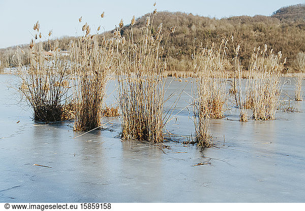 Icy Rural Landscape  frozen lake