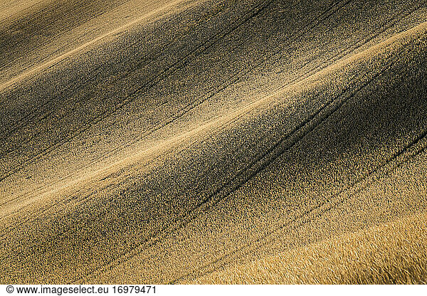 Idyllic abstract view of rolling fields near Kyjov  Hodonin District  South Moravian Region  Moravia  Czech Republic