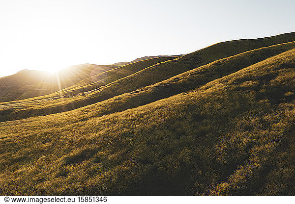 Idyllic California Hillsides Filled with Wildflowers at Sunset Aerial