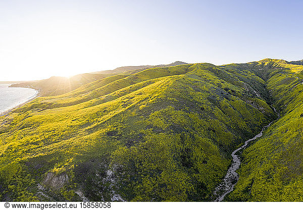 Idyllic California Hillsides Filled with Wildflowers at Sunset Aerial