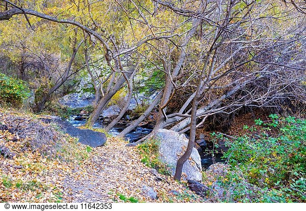 Idyllic countryside scene with flowing stream at the begining of the Vereda de La Estrella hiking path near Guejar Sierra village at Sierra Nevada mountains,  Granada province,  Andalusia,  Spain.